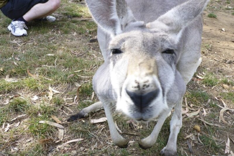 Mount Lofty Downhill Bike Tour & Cleland Wildlife Park Visit - The Sum Up
