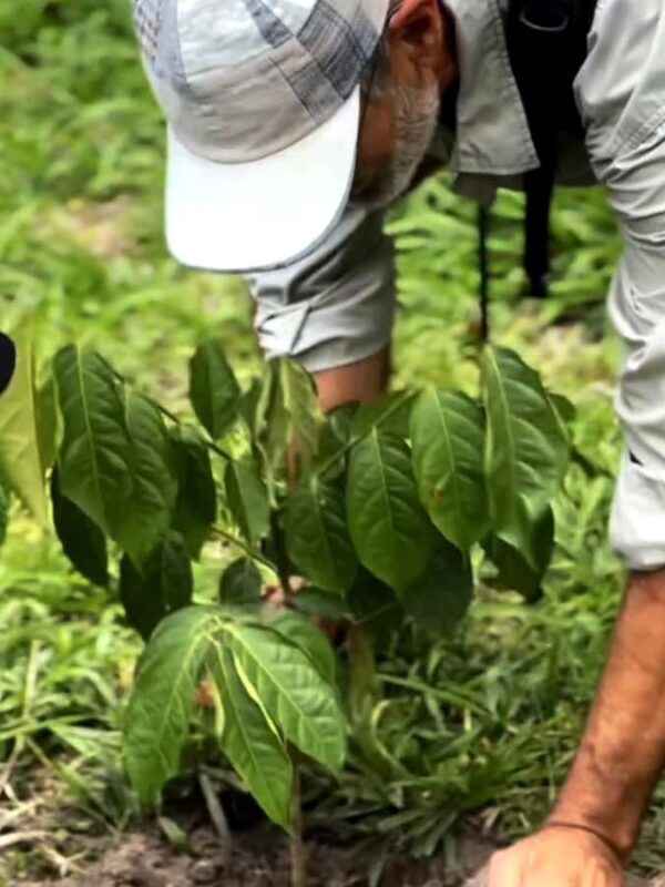 Mount Merapi Soft Trekking With Forest Conservation Tour - Practical Tips for Your Trip