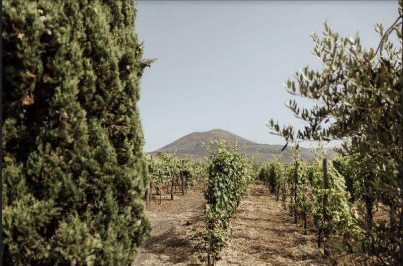 mount-vesuvius-vineyard-tour-with-wine-tasting-and-lunch