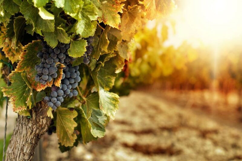 mount-vesuvius-wine-tasting-and-lunch-from-pompeii