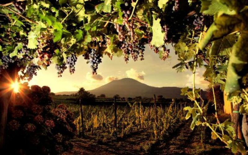 mount-vesuvius-wine-tasting-and-lunch-from-pompeii