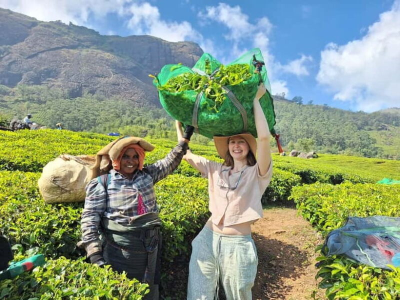 Mountain hiking in Munnar (Half day ) - Key Points