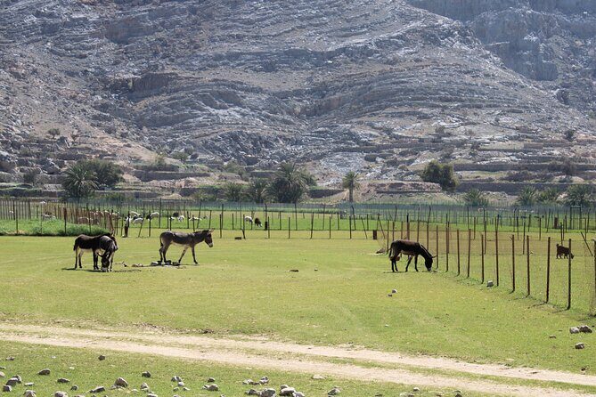 Mountain Safari in Jebel Harim - Exploring the Highlights of the Mountain Safari in Jebel Harim
