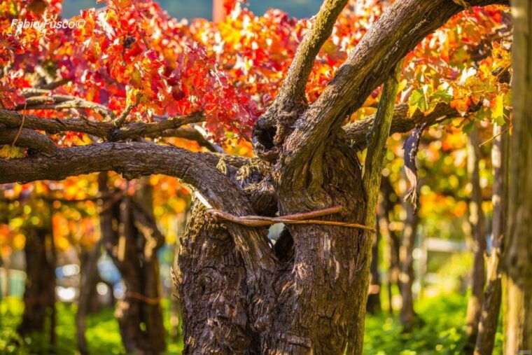 mountains-and-vineyards-the-secrets-of-the-coast-in-calesse
