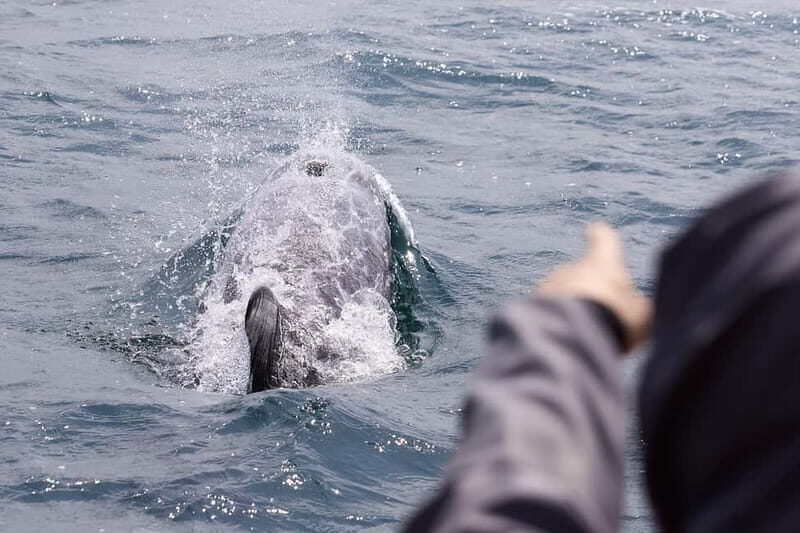 Mounts Bay, Penzance Boat Trip - Key Points