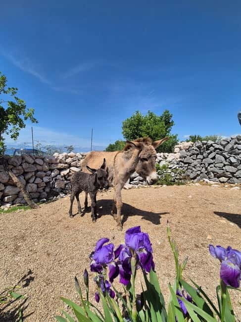 mrika (near Rijeka/Krk/Crikvenica) Donkey Farm Family Fun - Key Points