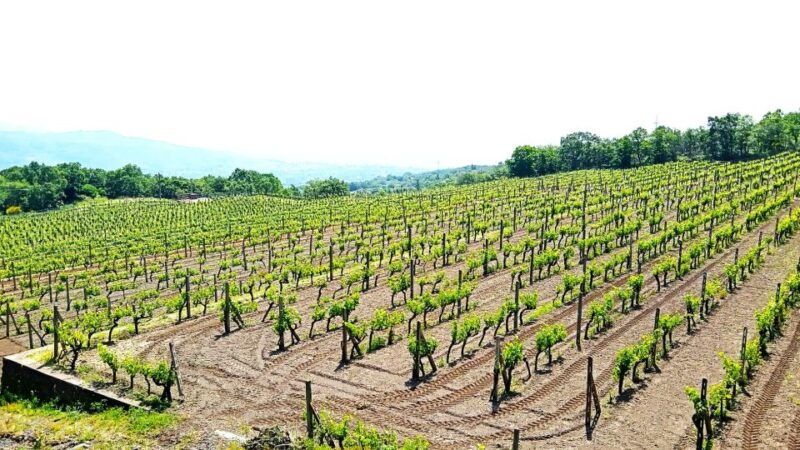 mt-etna-private-guided-walking-tour-with-wine-tasting