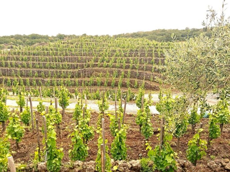 mt-etna-private-guided-walking-tour-with-wine-tasting