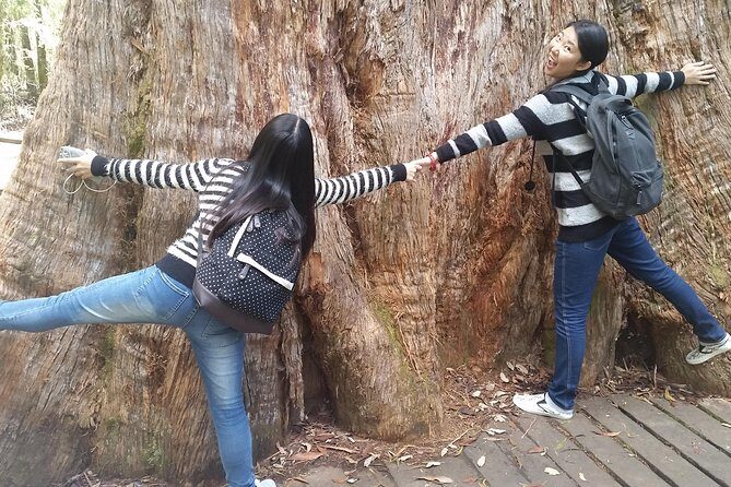 Mt Field, Mt Wellington & Tassie Devils Active Tour from Hobart - A Day of Natural Wonders and Wildlife