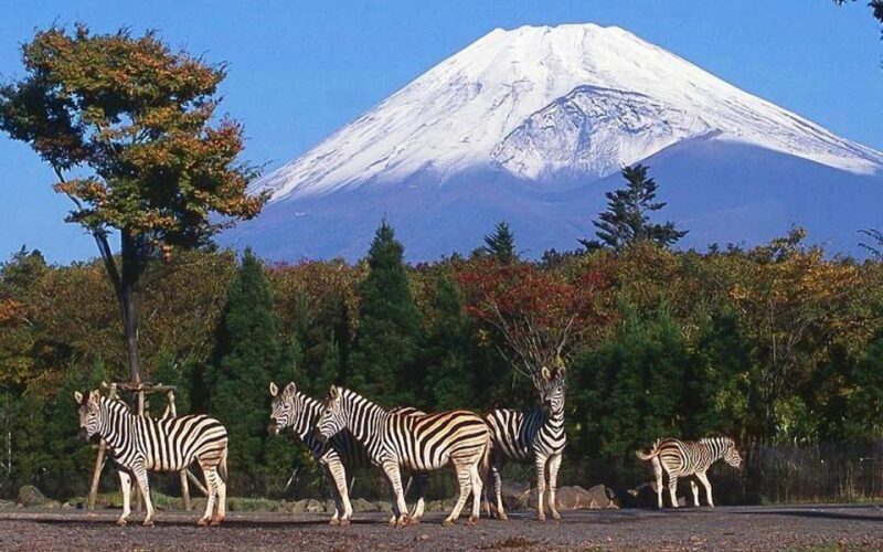 Mt Fuji : 10 hours Private Tour in Luxury Private Car - Key Points