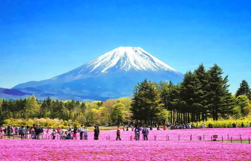 Mt. Fuji 6 Attractions Tour: Lake Kawaguchi, Oshino Hakkai - Analyzing the Experience: Value and Practicality