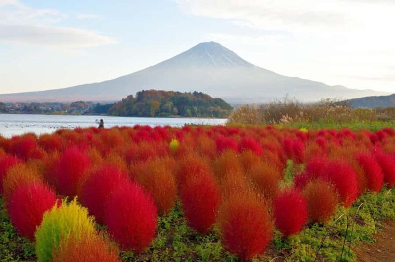 Mt. Fuji 6 Iconic Photo Spots Day Tour from Tokyo - Who Should Take This Tour?