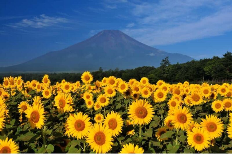 Mt. Fuji 6 Iconic Photo Spots Day Tour from Tokyo - FAQs