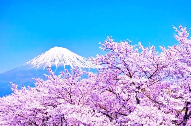 mt-fuji-area-hikawa-clock-shop-dream-bridge-1-day-tour