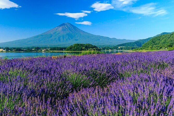 mt-fuji-area-tour-tokyo-dep-english-speaking-driver-no-guide