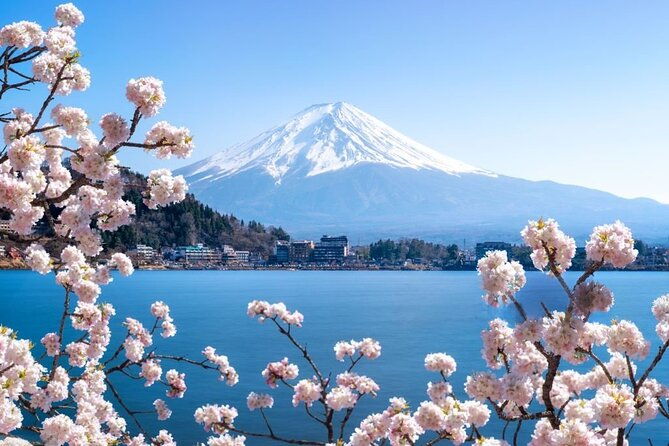 mt-fuji-cherry-blossom-and-shibasakura-festival-tour
