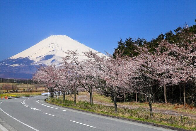 mt-fuji-cherry-blossom-and-shibasakura-festival-tour