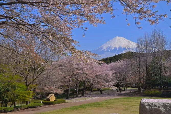 mt-fuji-cherry-blossom-and-shibasakura-festival-tour