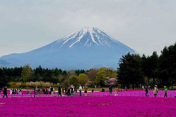 mt-fuji-cherry-blossom-day-tour-with-english-speaking-driver