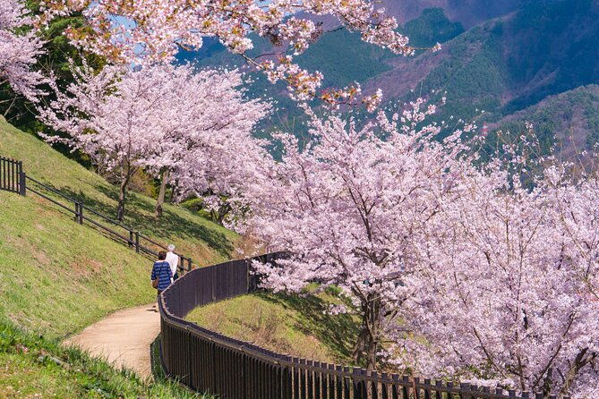 mt-fuji-cherry-blossom-one-day-tour-from-tokyo