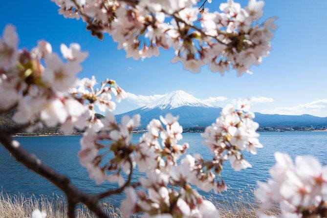 mt-fuji-cherry-blossom-one-day-tour-from-tokyo
