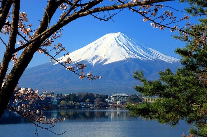 Mt. Fuji, Cherry Blossom & Shiba Sakura Pvt. Day Tour - A Closer Look at the Tour Experience