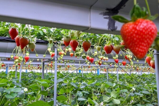 Mt. Fuji Day Trip by Shinkansen & Private Car with Local Culture - Final Thoughts