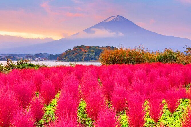 Mt. Fuji Day Trip: Oshino Hakkai, Lake Kawaguchi & Ladder Town - Who Should Consider This Tour?