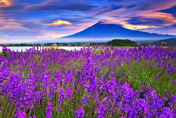 mt-fuji-exploration-tour-with-free-japanese-kusa-mochi-from-tokyo