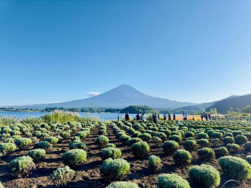 Mt. Fuji & Hakone VIP One Day Tour with pickup and drop off - Who is This Tour Best For?