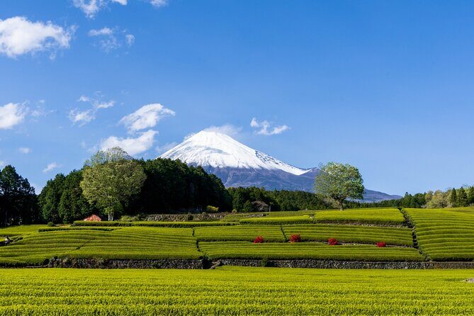 Mt. Fuji Sake and Tea Fields Tour by Private Car - Key Points