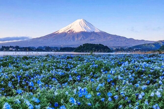 mt-fuji-scenic-views-and-lake-kawaguchi-floral-tour-from-tokyo