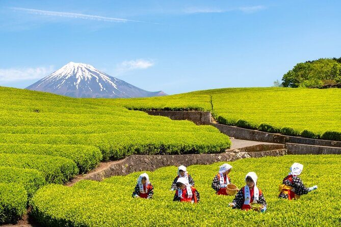 Mt.Fuji Small-Group Tour with Tea Farm,Strawberry Picking&Shrine - Key Points