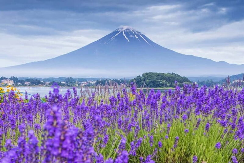 Mt Fuji Top 5 Spots Day Tour: Arakurayama Park,Oshino Hakkai - Why You Should Consider This Tour