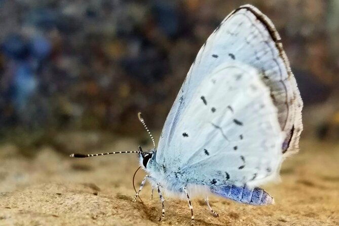 mt-hood-gorge-waterfall-loop-from-portland