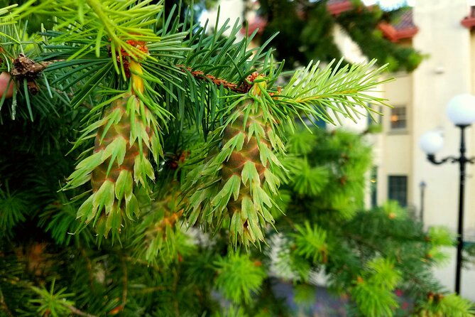 mt-hood-gorge-waterfall-loop-from-portland
