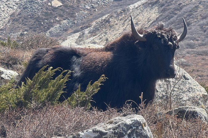 Mt. Kanchenjunga South to North Base Camp Trekking - Who Is This Trek Best For?