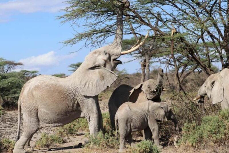 Mt. Kenya to Maasai Mara: An 8-Day Safari Adventure - Who This Tour Is Best For