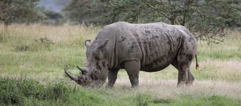 Mt. Kenya to Maasai Mara: An 8-Day Safari Adventure - The Sum Up: Is This Safari Right for You?