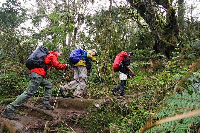 Mt Kilimanjaro Day Hike - Who Should Consider This Hike?
