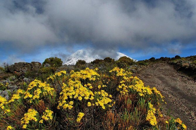 Mt.kilimanjaro-marangu Route - Authentic Insights from Traveler Reviews