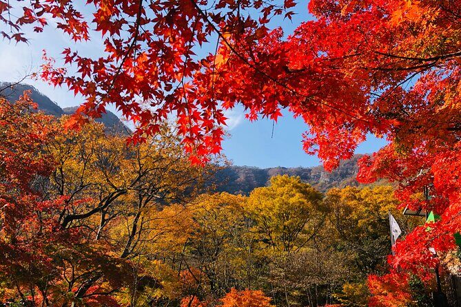 MT. Naejang Autumn Foliage and Jeonju Hanok village 1 Day Tour - A Closer Look at the Itinerary