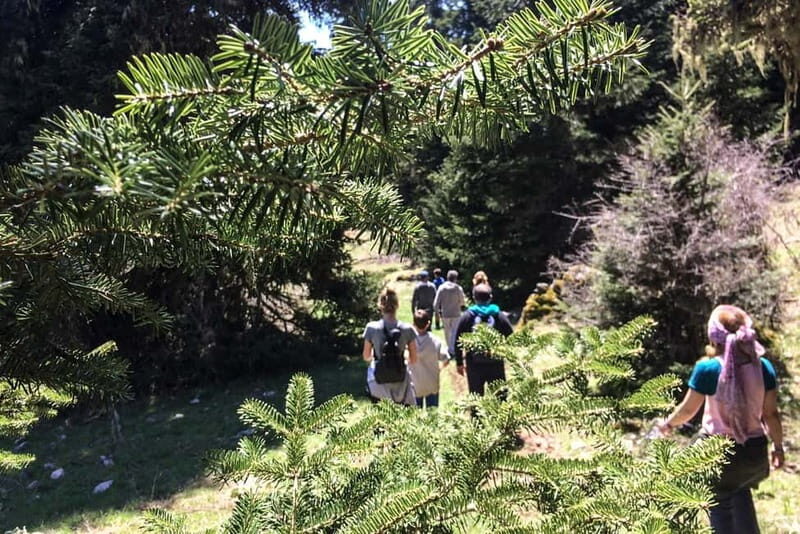 Mt. Parnassos: Mountain Bike in Altitude Forest - The Experience & What to Expect