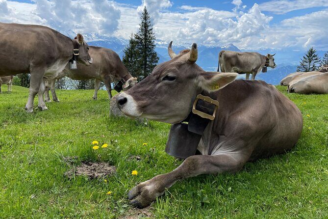 Mt Rigi and Lucerne Day Trip from Zurich With Boat Ride - FAQ