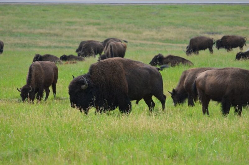 Mt Rushmore, Crazy Horse, Custer State Park Monument Tour - FAQ  