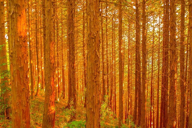 mt-takao-trekking-1-day-tour