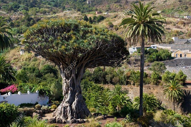 Mt. Teide and Masca Valley Tour in Tenerife - The Sum Up