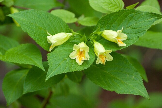 Mt. Tokachi Private Trekking Tour with Spectacular mountain view - Final Thoughts