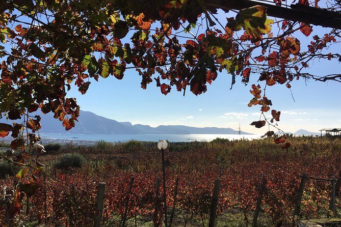 Mt. Vesuvius Wine Tasting and Lunch Experience from Pompeii - Key Points  