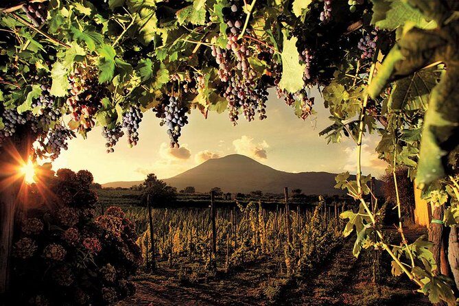 Mt. Vesuvius Wine Tasting and Lunch Experience from Pompeii - Wine Tasting: A Genuine Regional Experience  